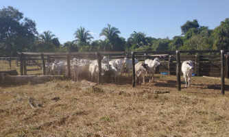 Polícia Civil recupera 34 cabeças de gado furtadas e prende suspeito de receptação em MT
