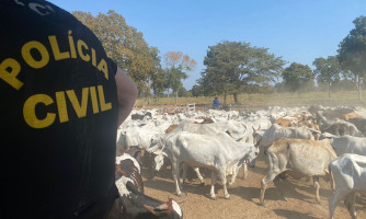 Polícia Civil recupera gado furtado e apreende armas e munições em sítio na zona rural de Cáceres