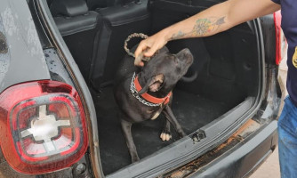 Polícia Civil resgata cachorro vítima de maus-tratos e prende tutor em Várzea Grande