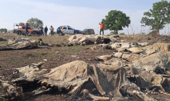 Polícia encontra 40 bois mortos e outros desnutridos após denúncia em fazenda em MT