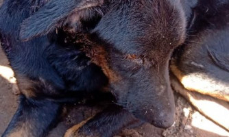 Policiais civis recuperam 4 mil tijolos furtados e resgatam cachorro com maus tratos