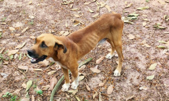 Policiais civis resgatam animal que estava sob maus tratos