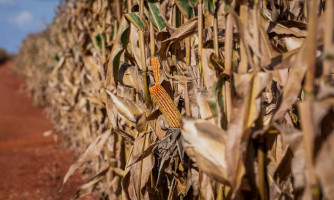 Políticas fiscais e capacidade de produção geram crescimento da indústria de biocombustível em MT