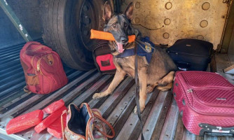 PRF prende mulher transportando cocaína em ônibus interestadual