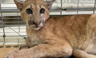 Sema-MT acompanha onça-parda atropelada na MT-358 e orienta sobre o que fazer em caso de acidentes com animais silvestres