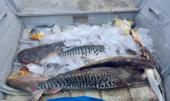Sema-MT apreende 51 kg de pescado ilegal em operações no Pantanal