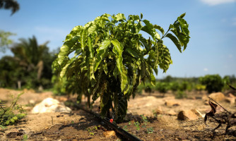 Sistema de irrigação custeado pelo Governo de MT garante produção de café em Colniza