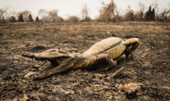 SOS Pantanal treina brigadas para evitar incêndios durante período da seca de 2021 em MT