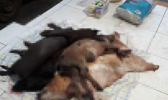 Suspeito é preso pela PM em propriedade rural abatendo animais com arma de fogo