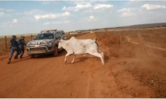 Vaca 'brava' corre atrás da PM após ser libertada de cerca em MT; veja vídeo