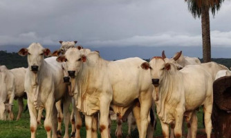 Vacinação contra aftosa é prorrogada; 33 milhões de animais devem ser imunizados em MT