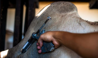 Vacinação contra febre aftosa é prorrogada e prazo termina em 17 de dezembro