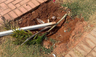 Vândalos quebram palmeiras recém plantadas na praça do Ginásio Larissa em Pontes e Lacerda