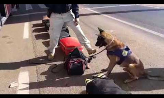 PRF em Rondonópolis apreende menor transportando 12 kg de maconha