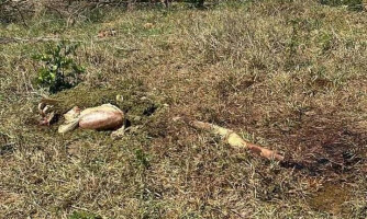 Invasão de propriedade: Polícia registra furto de gado em Pontes e Lacerda