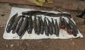 Dupla é presa e multada em R$ 36,8 mil por 104 quilos de pescado em MT