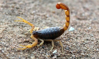 Chuvas: animais peçonhentos aparecem com frequência
