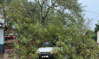 Queda de árvore no Centro de Pontes e Lacerda causa transtornos