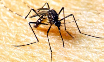 SES alerta a população para combater o Aedes aegypti no período de chuvas