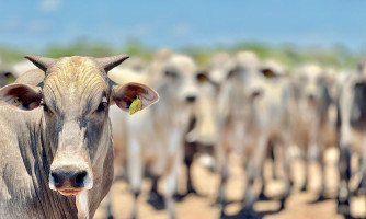 Mato Grosso registra aumento de 18,2% no abate de bovinos e mantém crescimento no setor pecuário, segundo IBGE