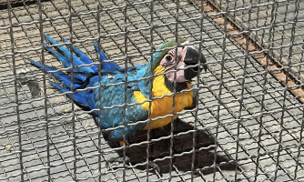 Bombeiros resgatam Arara-Canindé no Centro de Pontes e Lacerda,  este foi o quarto animal resgatado em menos de 24h