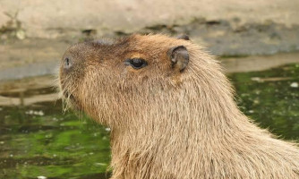 Capivara desorientada mobiliza corpo de bombeiros em Pontes e Lacerda