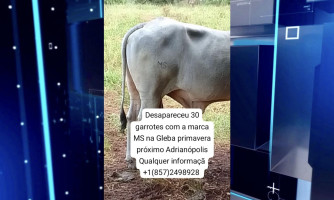 30 cabeças de gado são furtadas em fazenda próxima a Adrianópolis; polícia investiga o caso