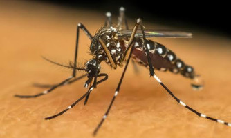 ALERTA SOBRE A DENGUE EM PONTES E LACERDA: CASOS CONTINUAM AUMENTANDO E PREVENÇÃO É FUNDAMENTAL