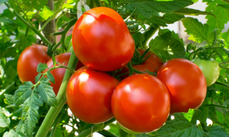 Tomate despenca 60% e abacaxi dispara 27%: semana tem forte oscilação de preços
