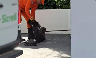 Bombeiros resgatam jaguatirica que apareceu em agência bancária em Vale de São Domingos