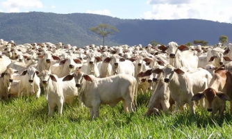 Mato Grosso deve confinar 928 mil cabeças de gado em 2025, alta de 4% em relação a 2024