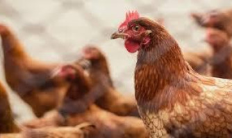 Mapa confirma caso de gripe aviária em aves domésticas em Cuiabá