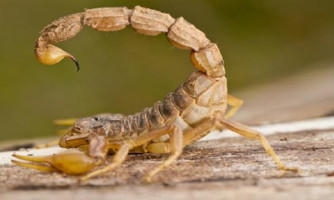 SES-MT alerta para cuidados com picadas de animais peçonhentos após quase 4 mil casos em 2025