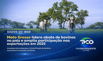Mato Grosso lidera abate de bovinos no país e amplia participação nas exportações em 2025