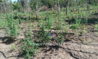 PM combate invasão de terra e localiza 5 mil pés de maconha em área rural, de Luciara