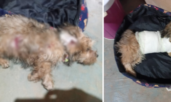 Moradores denunciam ataques de cães, no Assentamento Nossa Terra Nossa Gente