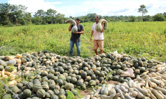 Agricultura familiar ajuda aquecer economia em Nova Lacerda