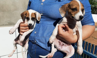 Alpas realizará feira de adoção de animais neste sábado