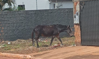 Aumento de animais de grande porte soltos nas ruas preocupa população e evidencia maus tratos