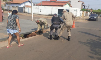 Cachorros são resgatados de bueiros na avenida Municipal