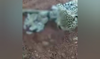 Homem é preso suspeito de maus-tratos a dois cães em MT; polícia investiga relação dele com vídeo de onças decapitadas