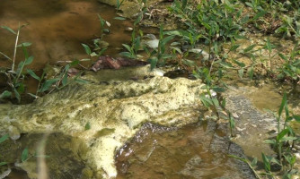 Laticínio de Pontes e Lacerda estaria despejando material poluente direto no Rio Guaporé