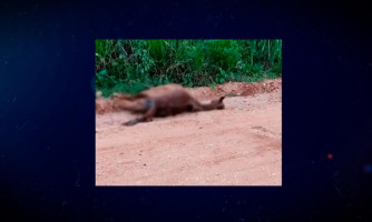 Motociclista bate em cavalo solto em estrada no Córrego da Onça e fica gravemente ferido