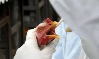 MT: vigilância sanitária é reforçada após casos de gripe aviária na Bolívia