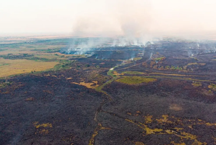 Fogo no MT: incêndio atinge 'casa das onças' no Pantanal