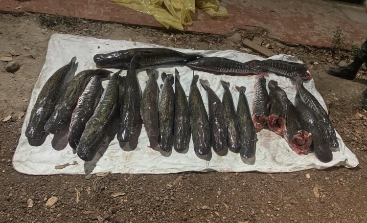 Dupla é presa e multada em R$ 36,8 mil por 104 quilos de pescado em MT