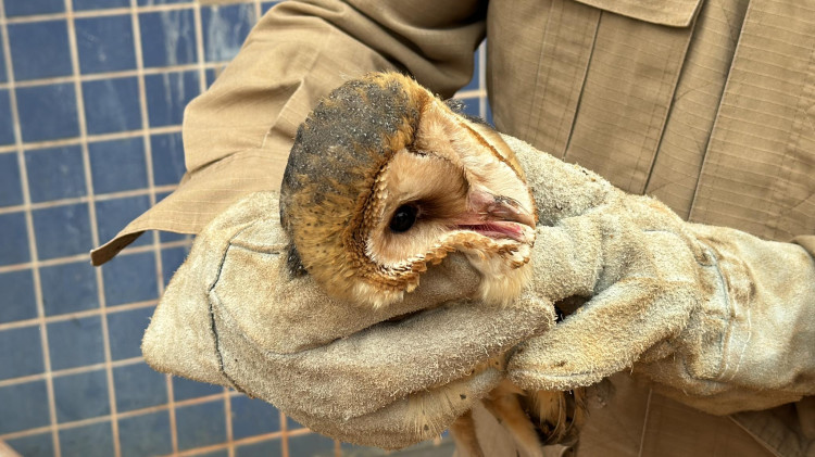 Coruja é resgatada na delegacia de Pontes e Lacerda