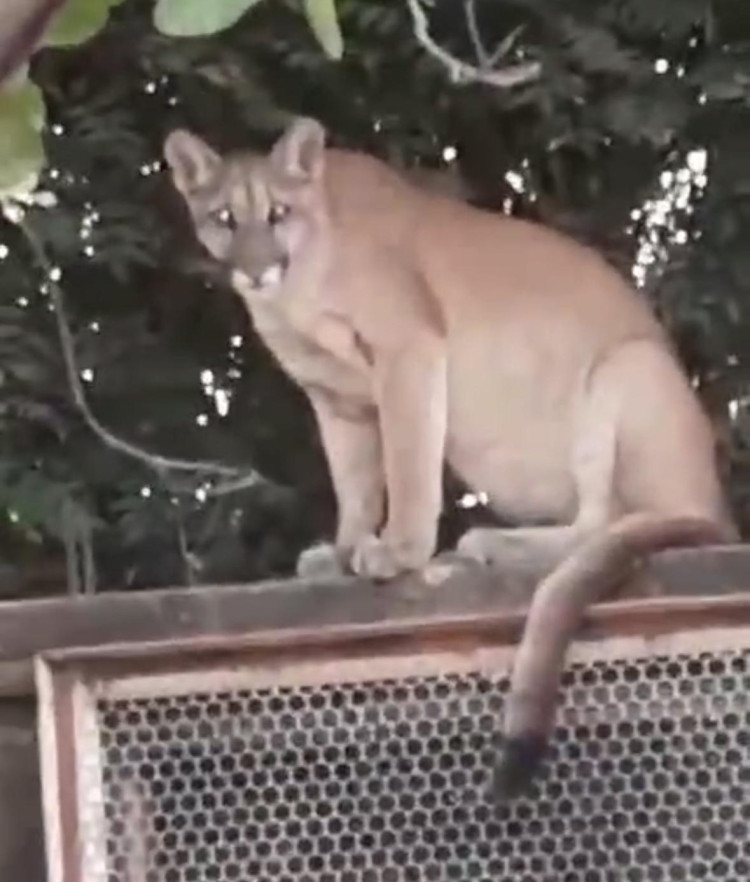 Onça passeia por Cáceres neste domingo