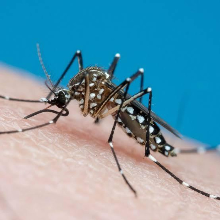 Pontes e Lacerda, Cuiabá, Tangará da Serra lideram mortes por dengue e chikungunya em MT