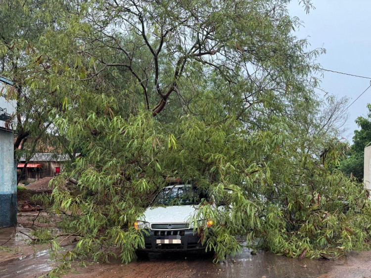 Queda de árvore no Centro de Pontes e Lacerda causa transtornos